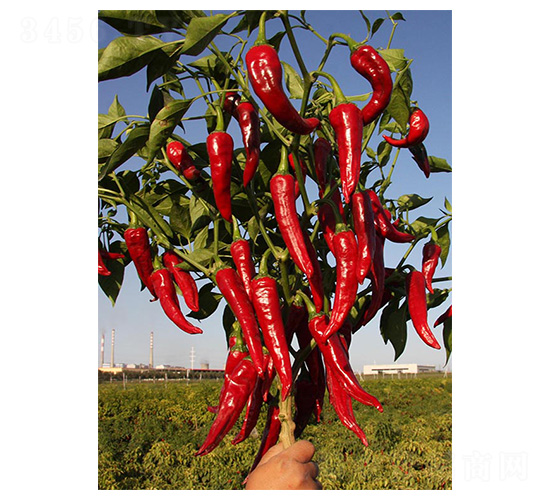 �����t�G-�⽷�N��-�����N�I(y��)