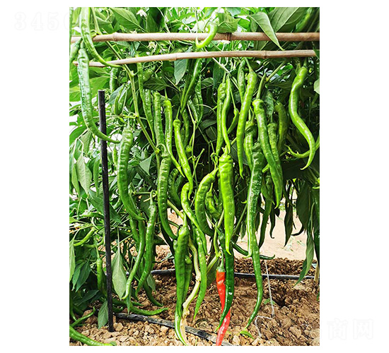 �¼⽷1̖-�⽷�N��-�����N�I(y��)