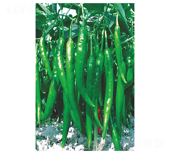 �����G��-�⽷�N��-�����N�I(y��)