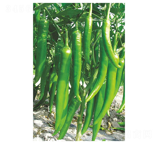 �¼⽷4̖-�⽷�N��-�����N�I(y��)