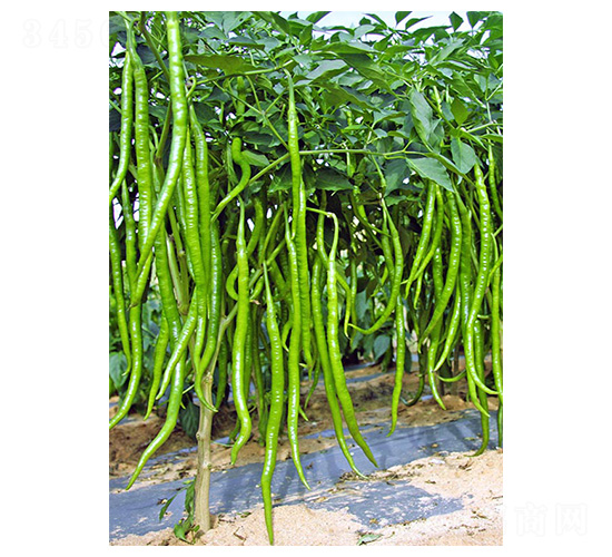 ����20̖(h��o)-�����N��-�����N�I(y��)