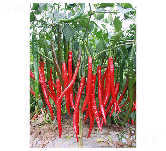 �ɽ�5̖(h��o)-�����N��-�����N�I(y��)