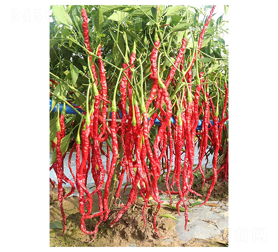 �����L��-�����N��-�����N�I(y��)