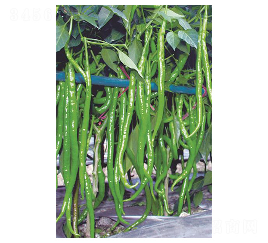 ����18̖(h��o)-��(xi��n)���N��-�����N�I(y��)