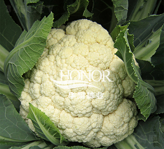 �P��65-���˷N��-�A�ͷN�I(y��)