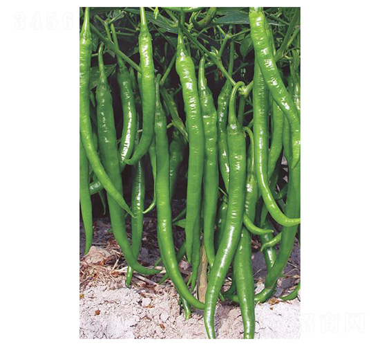 ����1̖-�����N��-�����N�I(y��)