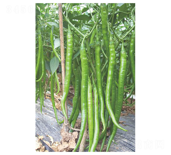 ����16̖-�����N��-�����N�I(y��)