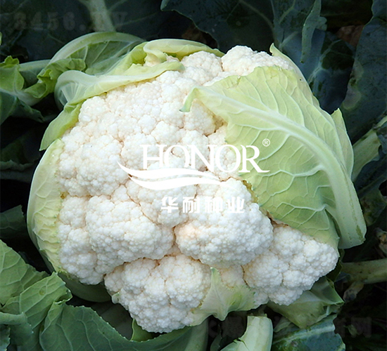 �A��80-���˷N��-�A�ͷN�I(y��)