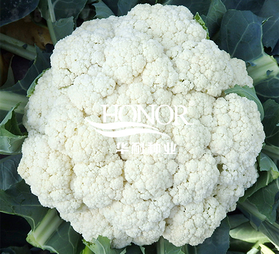 �����ɻ�90-���˷N��-�A�ͷN�I(y��)