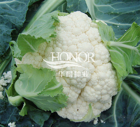 ����85-���˷N��-�A�ͷN�I(y��)