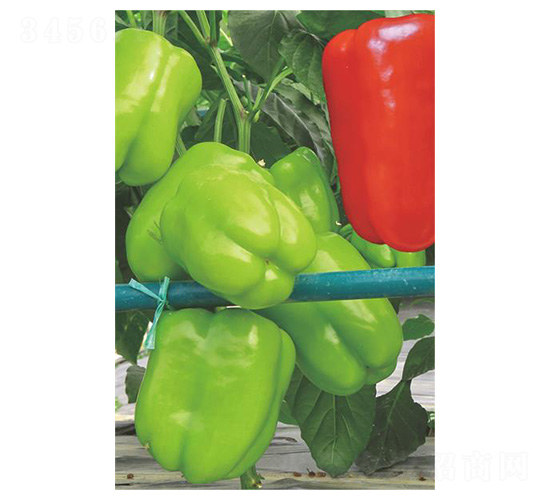 ����1̖(h��o)-���\���N��-�����N�I(y��)