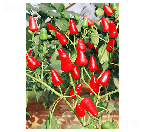 �����t��-��ݮ���N��-�����N�I(y��)