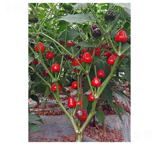 �A�齷2̖-��ݮ���N��-�����N�I(y��)