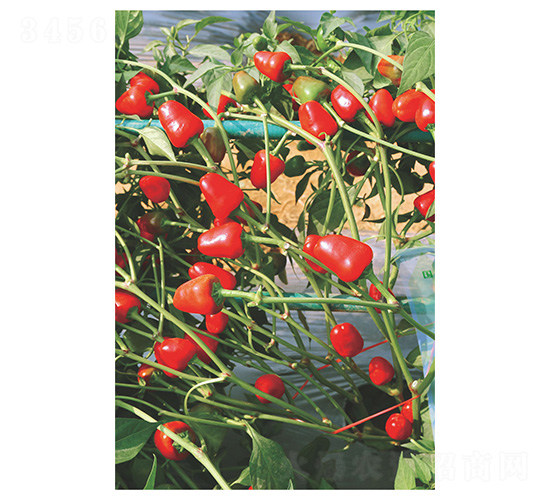 �������ӽ�-��ݮ���N��-�����N�I(y��)