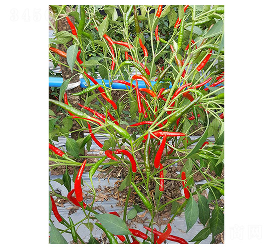 ����168-���콷�N��-�����N�I(y��)