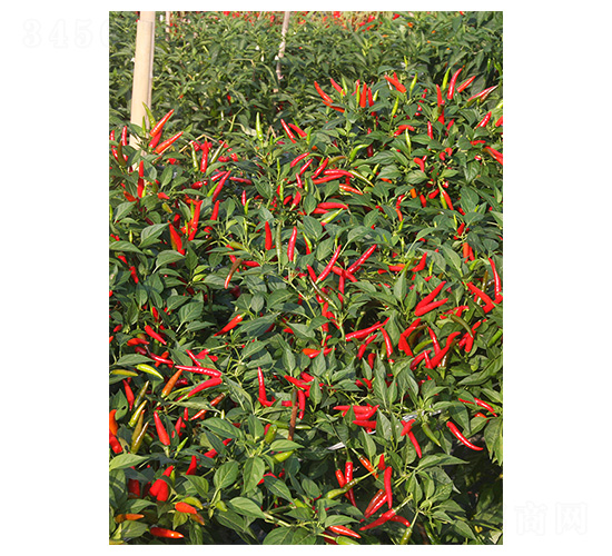 ӡ��19-���콷�N��-�����N�I(y��)