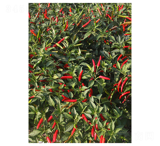 ӡ��17-���콷�N��-�����N�I(y��)