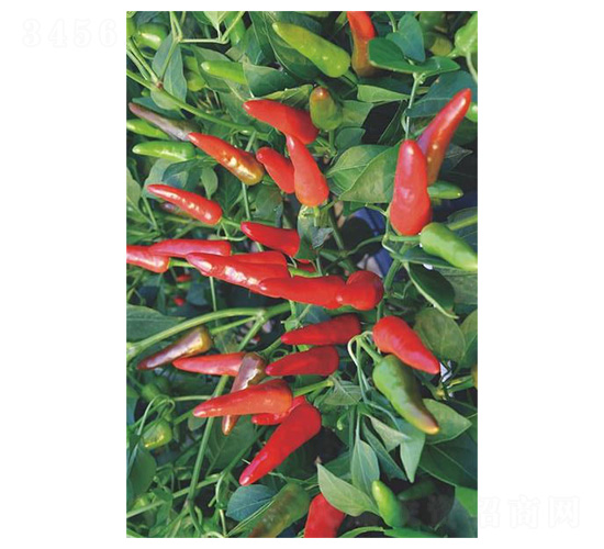 ����112-���콷�N��-�����N�I(y��)