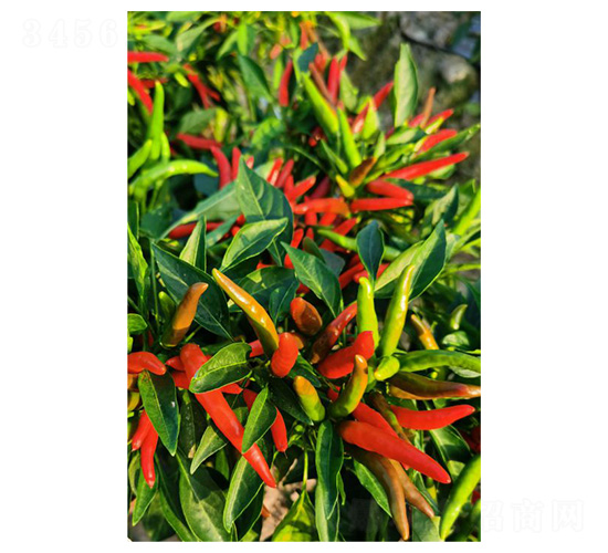 ����131-���콷�N��-�����N�I(y��)