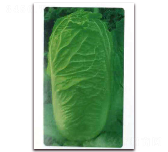 ��G65-�ײ˷N��-�����o