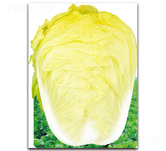 �����_��̖-�ײ˷N��-�����o