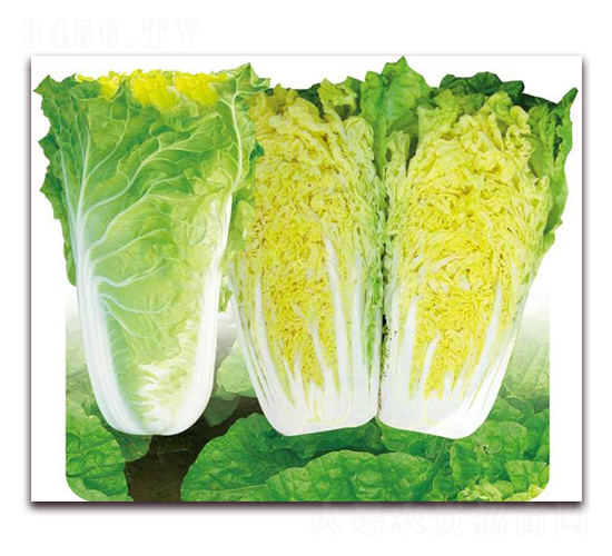 ��{58-�ײ˷N��-�����o(j��)