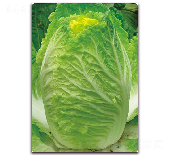 �S����-�ײ˷N��-�����o(j��)