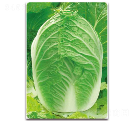 ����7̖-�ײ˷N��-�����o