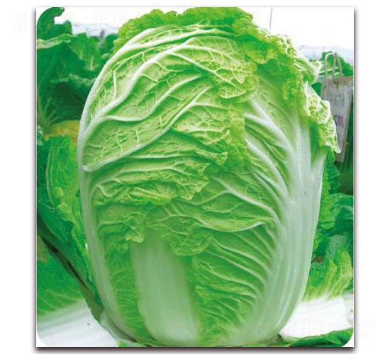 ����ϲ�r(n��ng)��-�ײ˷N��-�����o(j��)