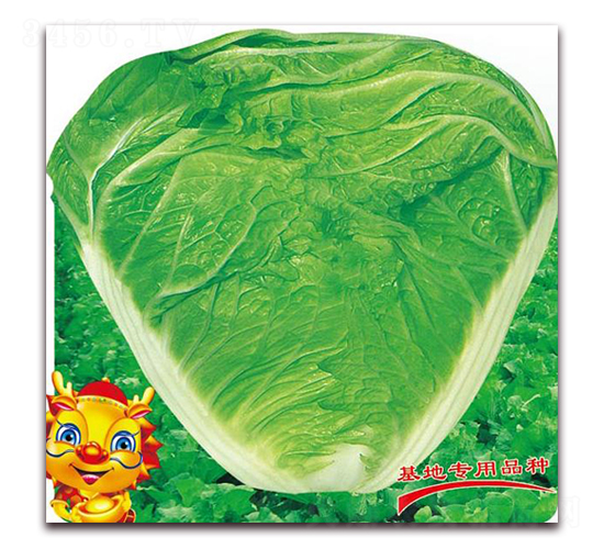 �ذ��¶�̖(h��o)-�ײ˷N��-�����o(j��)