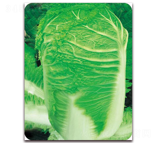 ������̖-�ײ˷N��-�����o