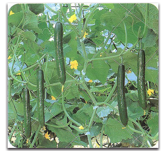 �Gʒ-�S�ϷN��-�r(n��ng)����