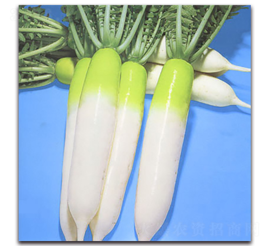 ���S�M-�}���N��-�r����