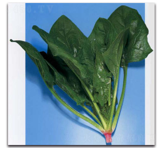 �A�S-���˷N��-�r(n��ng)����