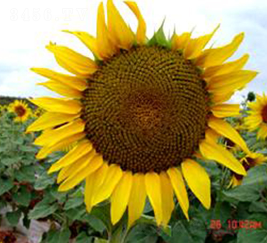 �����Ϳ�D315-�����N��-���N