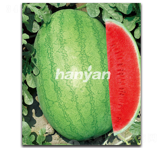 �h����̖-���ϷN��-�h��