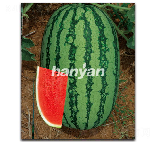 �h��һ̖-���ϷN��-�h��