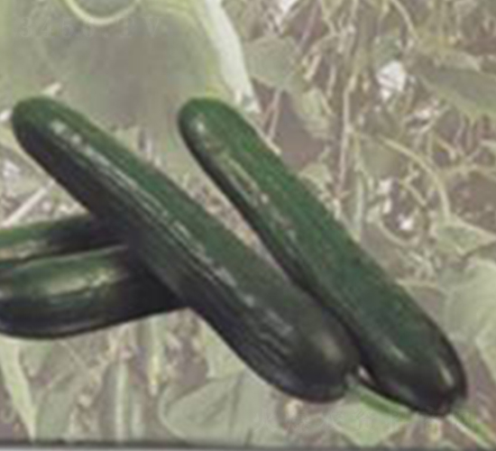 ����-�S�ϷN��-���N