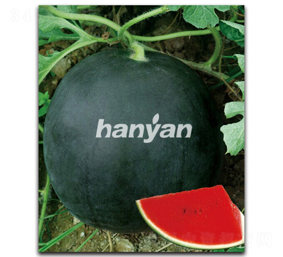 �hī��̖-���ϷN��-�h��