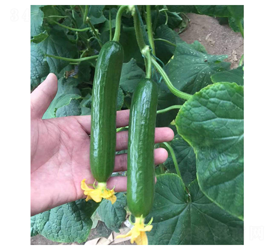 ����-�S�ϷN��-���N