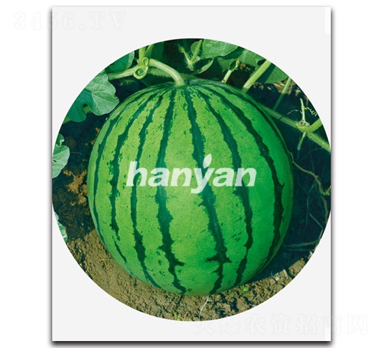 �h��һ̖(h��o)-���ϷN��-�h��