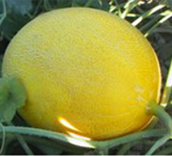 ��-��ϷN��-���N