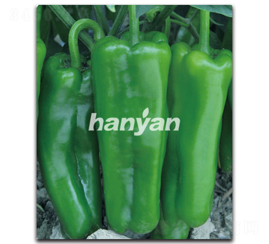 �h���̖-�����N��-�h��