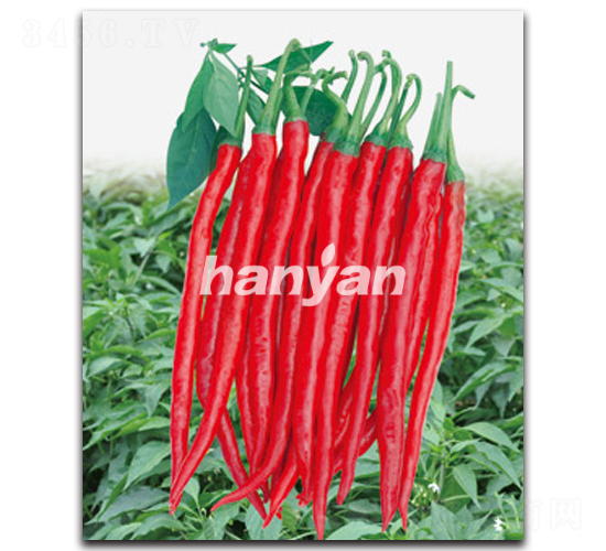 �h�Sһ̖-�����N��-�h��