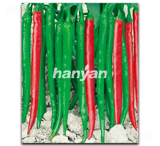 �h�S��̖(h��o)-�����N��-�h��