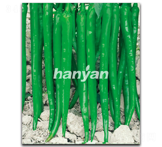 �h�S��̖(h��o)-�����N��-�h��