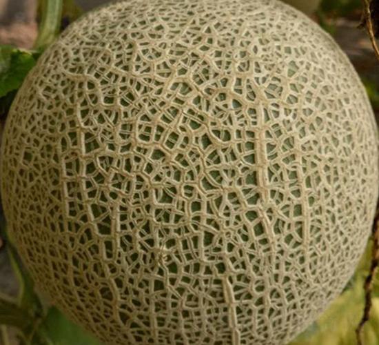 ����-��ϷN��-���N