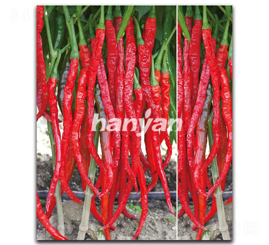 �h����̖-�����N��-�h��