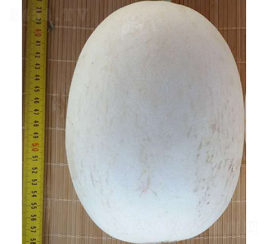 ����(l��)-��ϷN��-���N