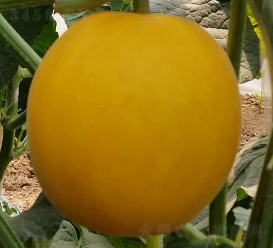 ��կ-��ϷN��-���N